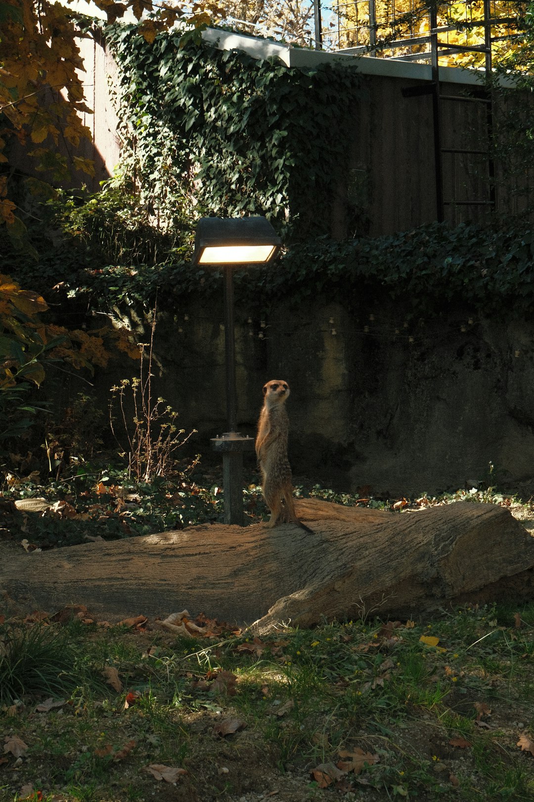 Optimización Gaming